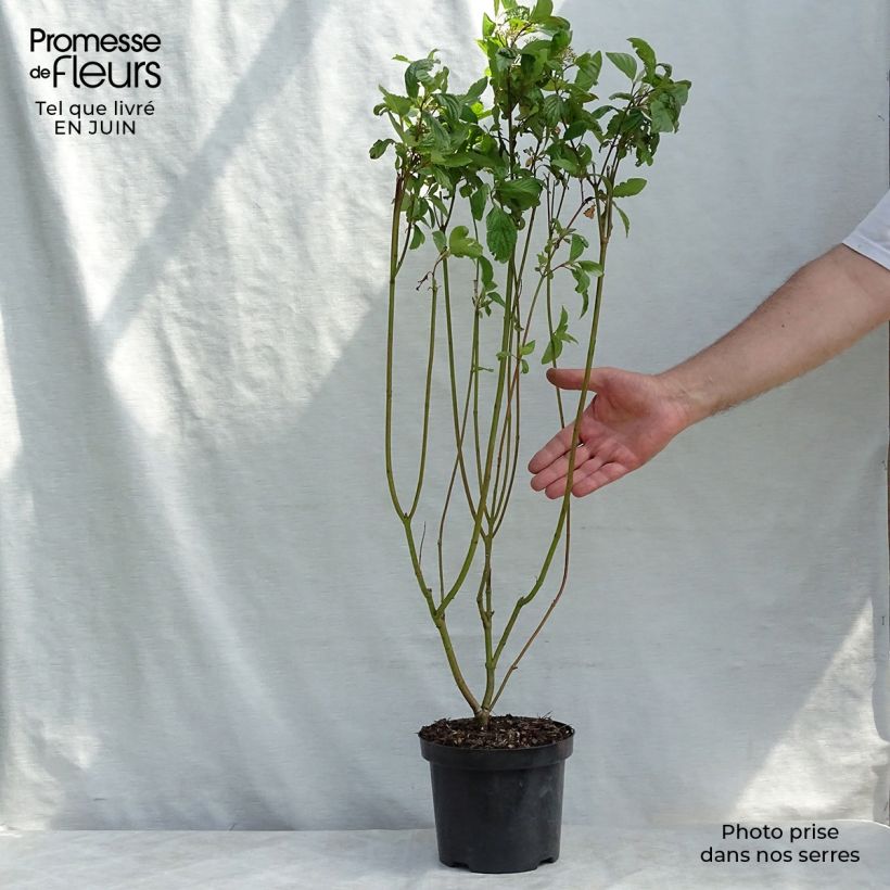 Esimerkki kesällä toimitetusta Pensaskanukka - Cornus alba Ruukku 2L / 3L-taimesta