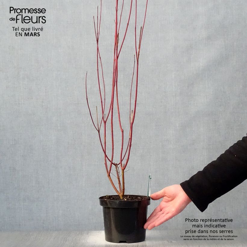 Example of Pensaskanukka - Cornus alba Pot de 2L/3L as you get in printemps