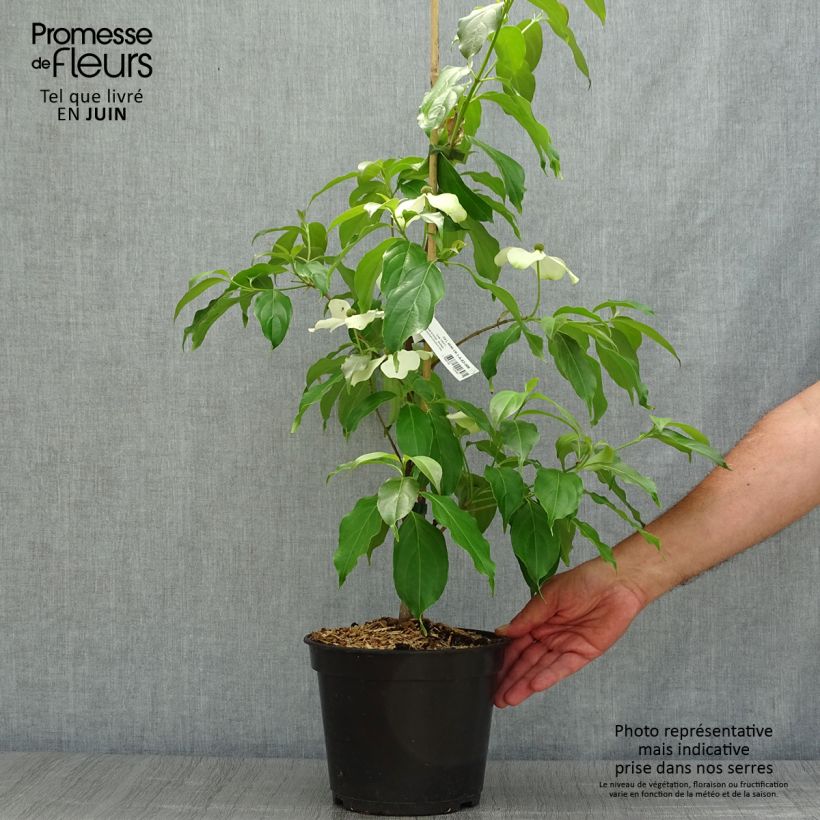 Esimerkki kesällä toimitetusta Kanukka Parc de Haute Bretagne Pot de 4L/5L-taimesta
