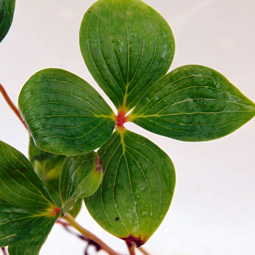 Kanadanruohokanukka - Cornus canadensis (Lehvistö)