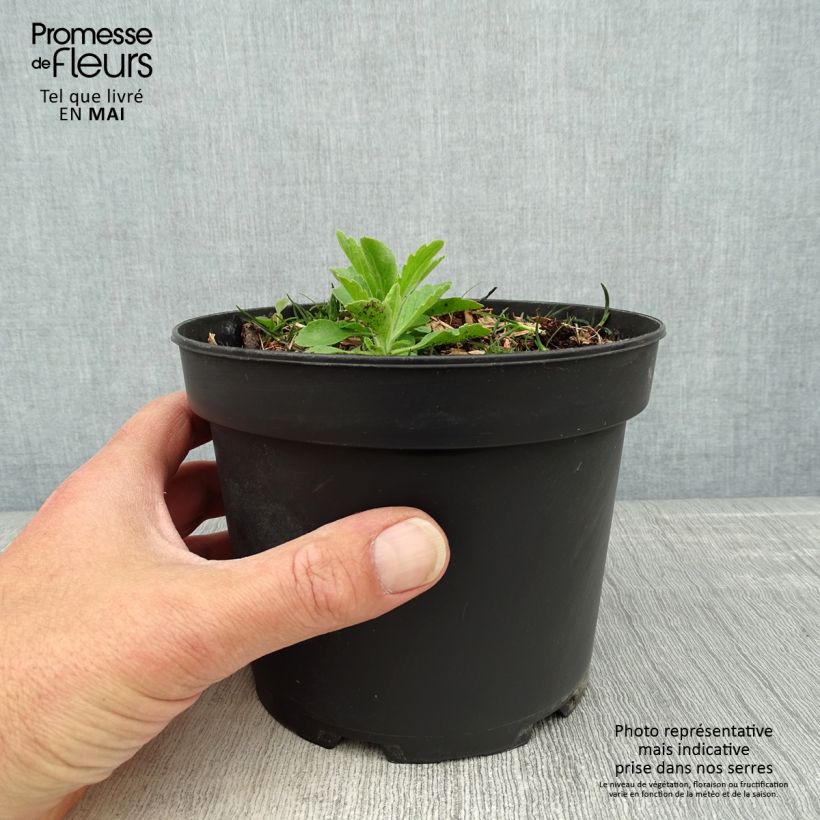 Esimerkki keväällä toimitetusta Kanadanruohokanukka - Cornus canadensis Ruukku 2L / 3L-taimesta