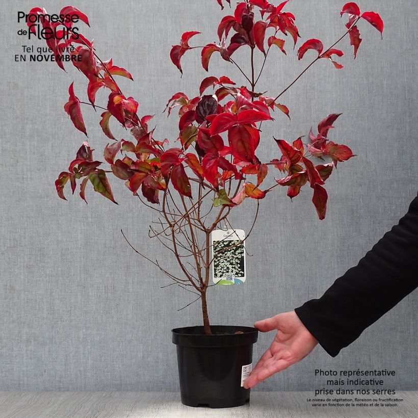 Esimerkki syksyllä toimitetusta Liljakanukka - Cornus kousa 2 litran/3 litran ruukku-taimesta