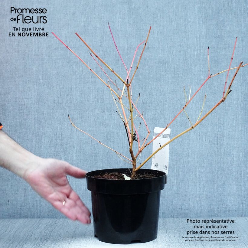 Esimerkki syksyllä toimitetusta Mustamarjakanukka Anny's Winter Orange 2 litran/3 litran ruukku-taimesta