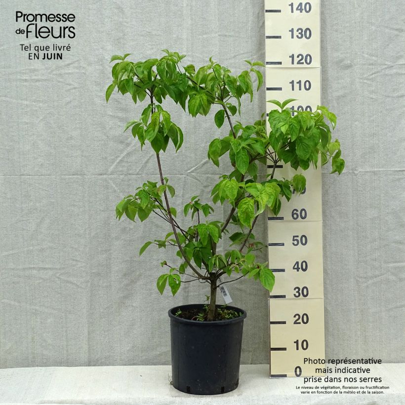 Esimerkki keväällä toimitetusta Oregoninkanukka Ascona Pot de 12L/15L-taimesta