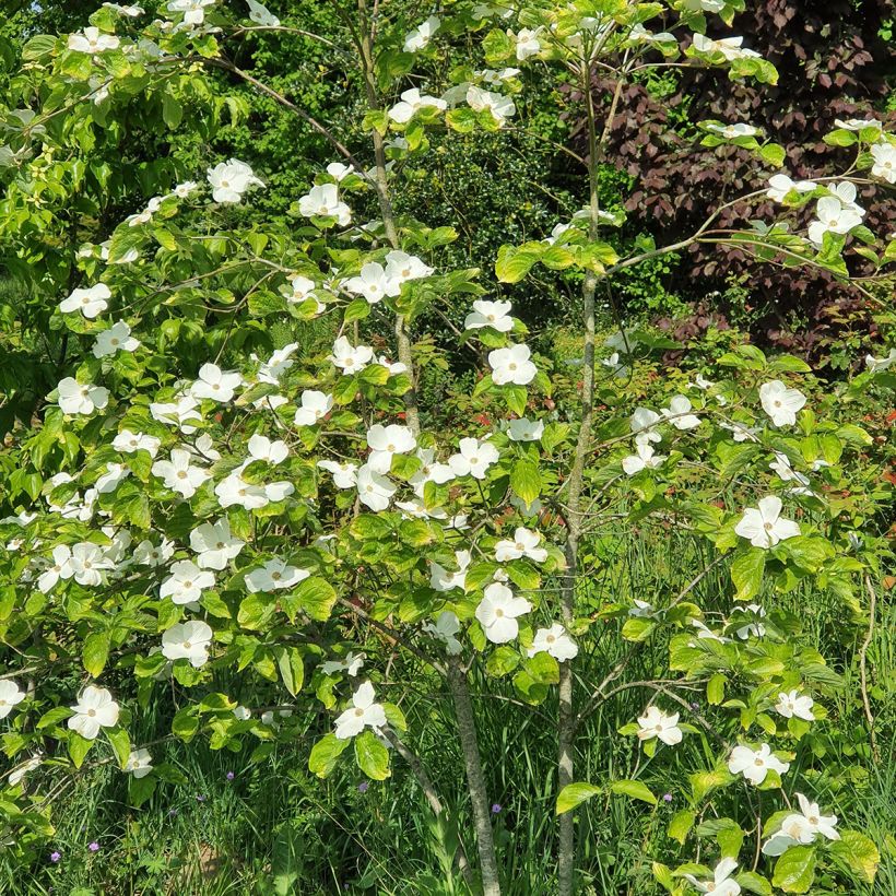Oregoninkanukka Eddie's White Wonder (Kasvutapa)