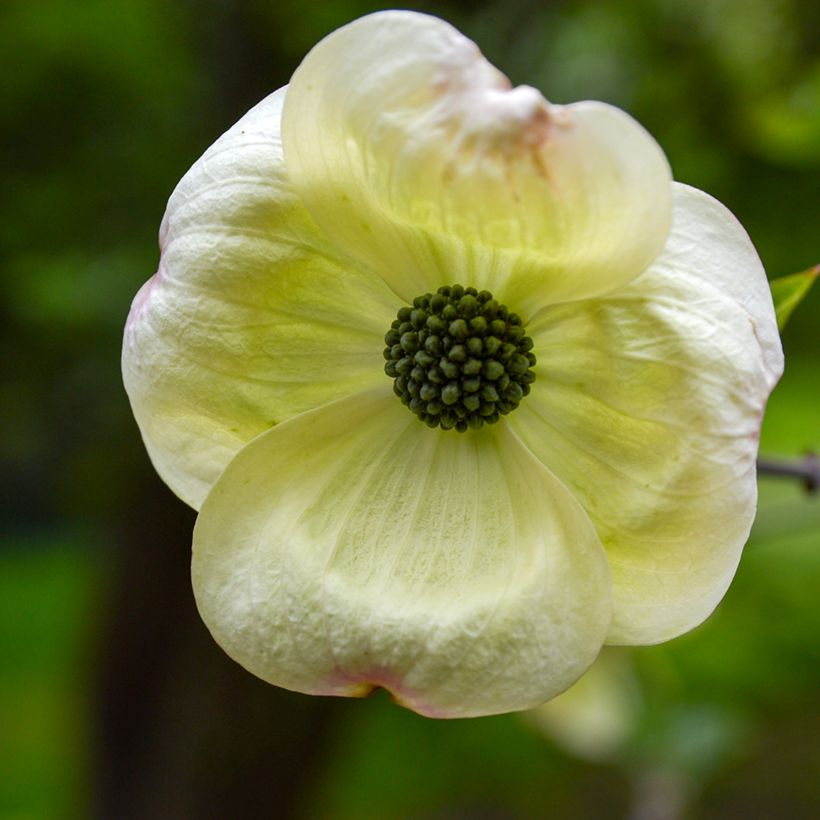 Oregoninkanukka Eddie's White Wonder (Kukinta)