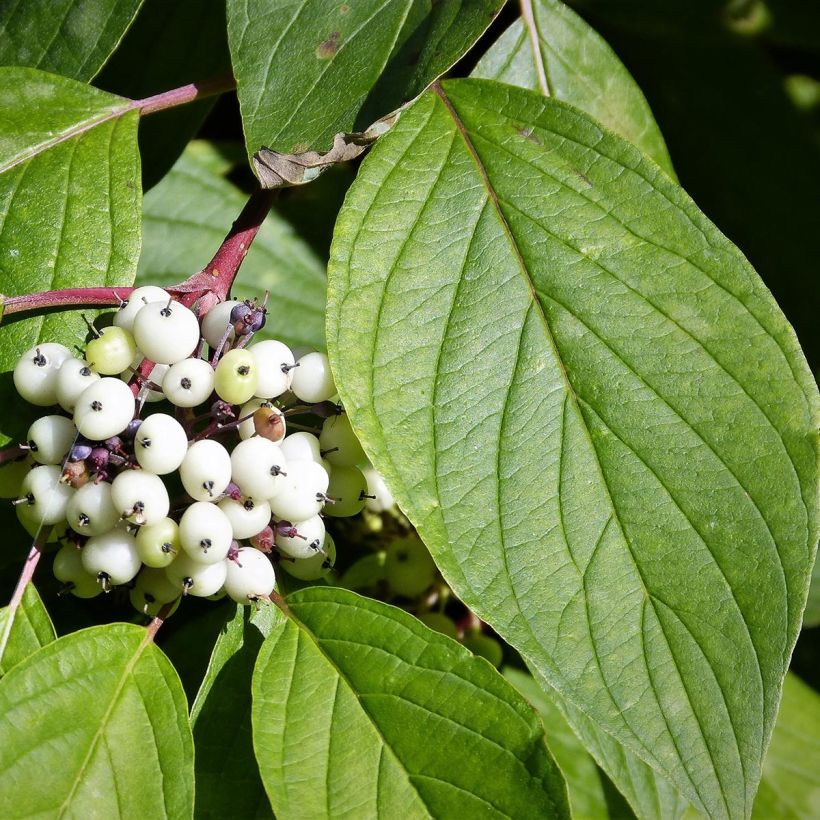 Pensaskanukka - Cornus alba (Foliage)