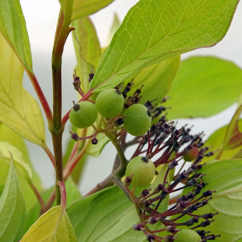 Pensaskanukka Aurea (Sadonkorjuu)