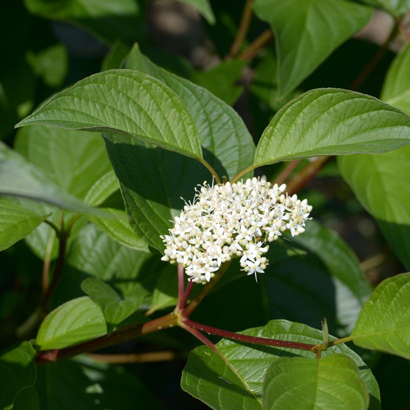 Pensaskanukka - Cornus alba (Flowering)
