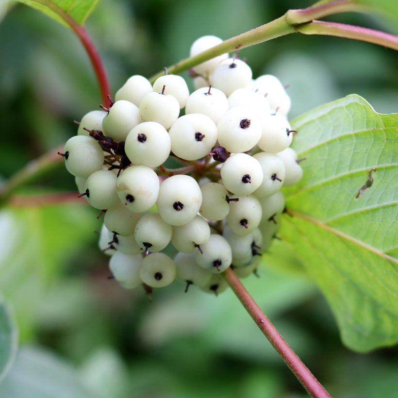 Pensaskanukka - Cornus alba (Harvest)