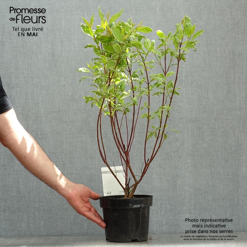 Example of Pensaskanukka Cream Cracker Pot de 2L/3L as you get in printemps