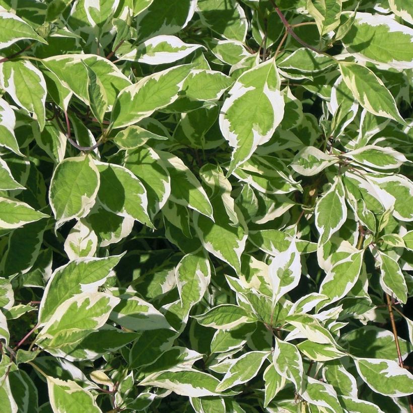 Pensaskanukka Elegantissima (Lehvistö)