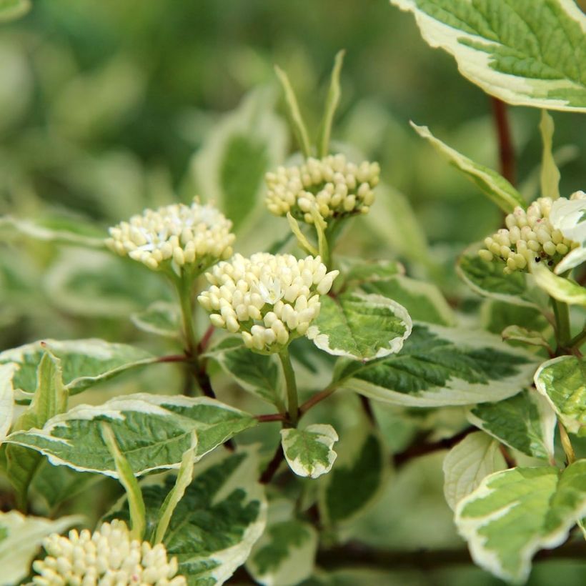 Pensaskanukka Elegantissima (Kukinta)