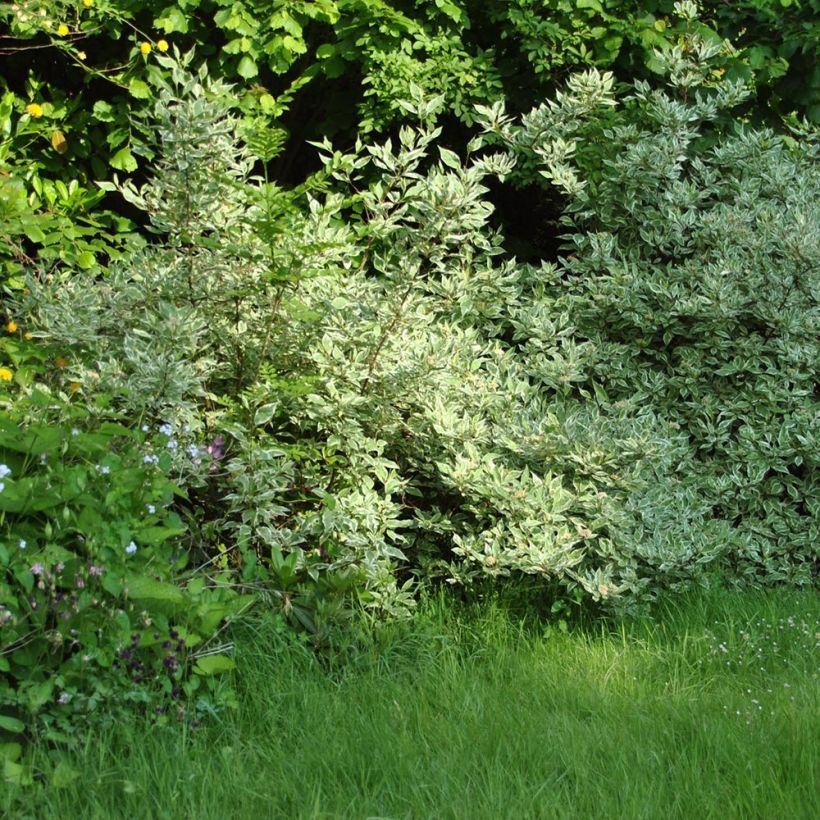 Pensaskanukka Elegantissima (Kasvutapa)
