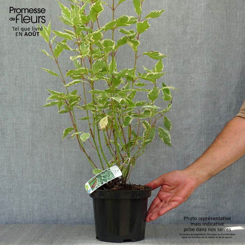 Esimerkki kesällä toimitetusta Pensaskanukka Elegantissima Pot de 2L/3L-taimesta