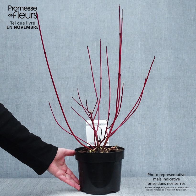 Esimerkki syksyllä toimitetusta Pensaskanukka Siberian Pearls 3 litran/4 litran ruukku-taimesta
