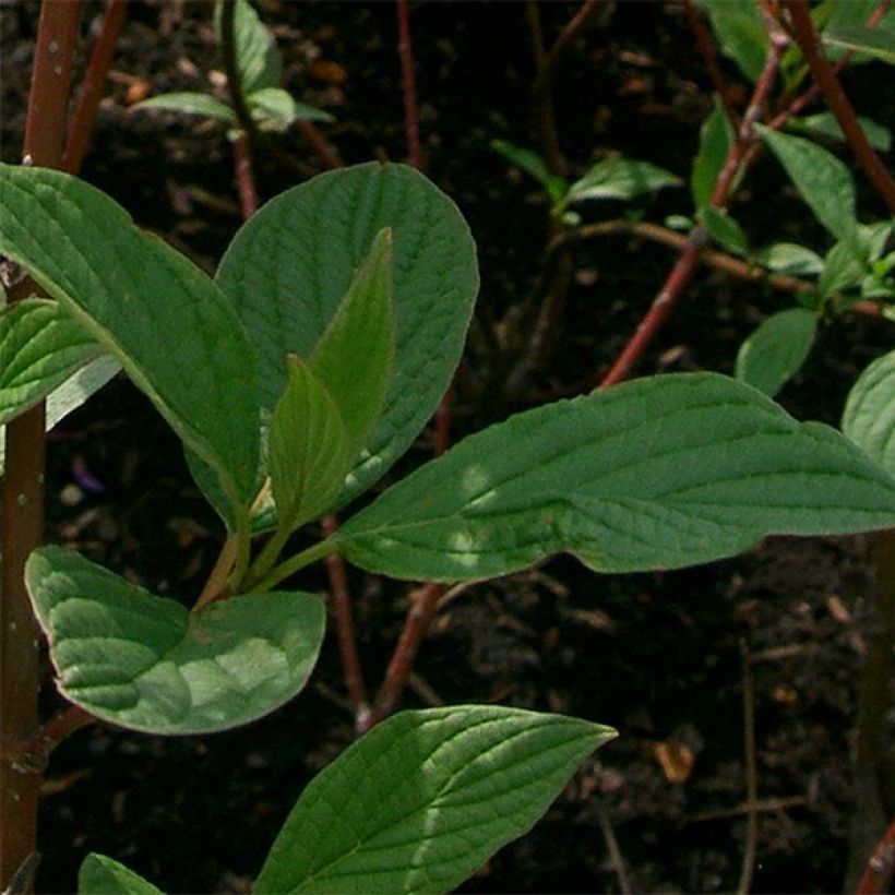 Pensaskanukka Sibirica (Lehvistö)
