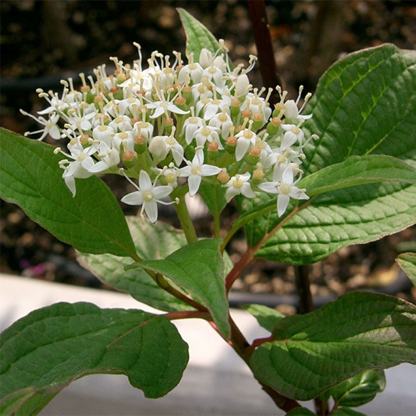 Pensaskanukka Sibirica (Kukinta)