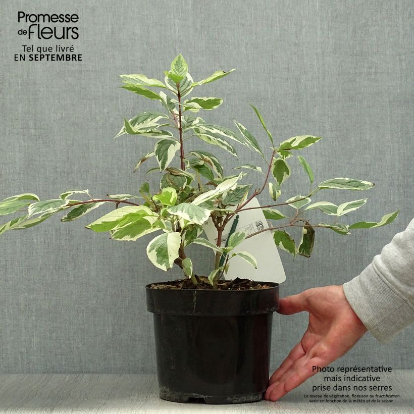 Esimerkki syksyllä toimitetusta Pensaskanukka Sibirica Variegata 2 litran/3 litran ruukku-taimesta