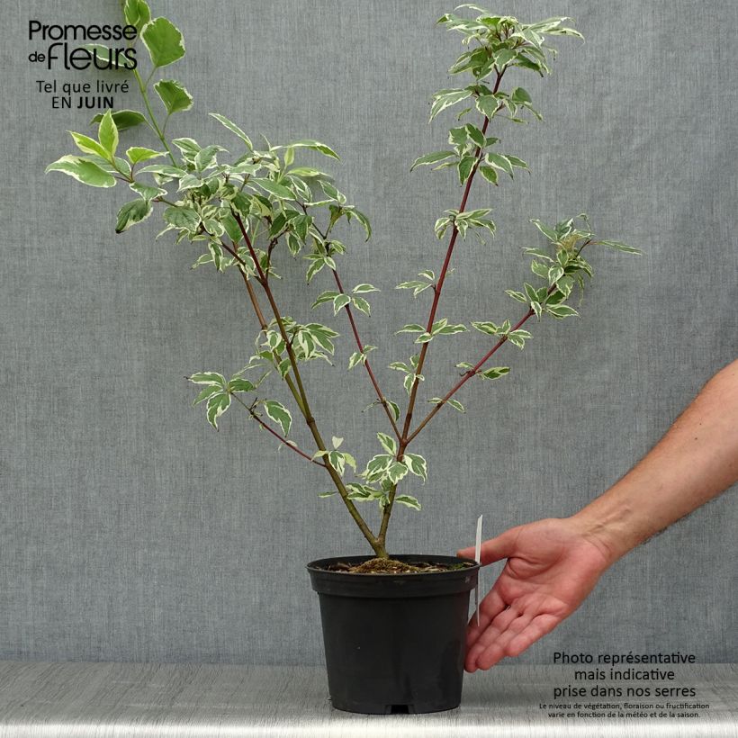 Esimerkki kesällä toimitetusta Pensaskanukka Sibirica Variegata Ruukku 2L / 3L-taimesta