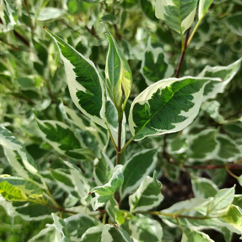 Pensaskanukka Sibirica Variegata (Lehvistö)