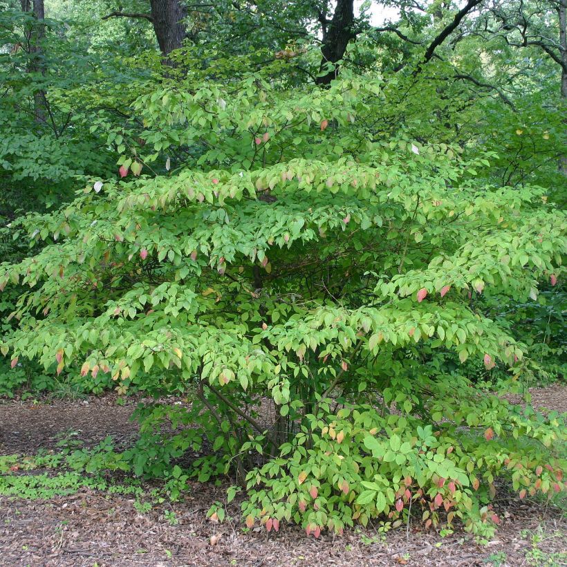 Lännenpagodikanukka - Cornus alternifolia (Kasvutapa)