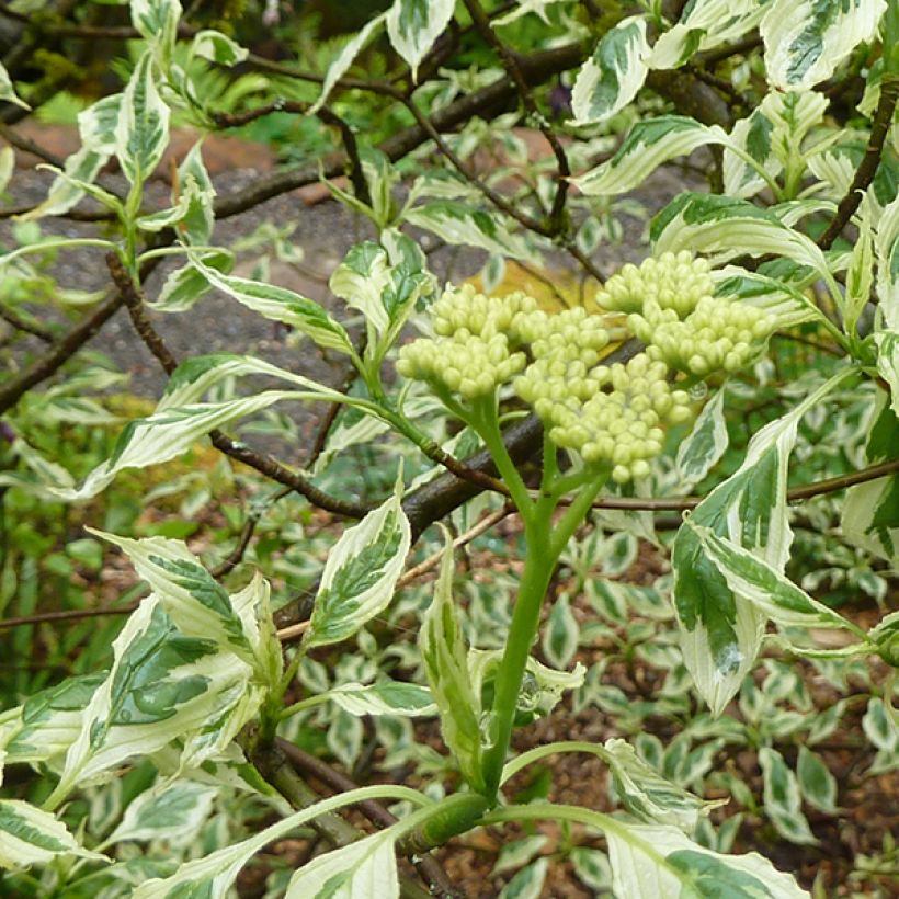 Lännenpagodikanukka Argentea (Flowering)
