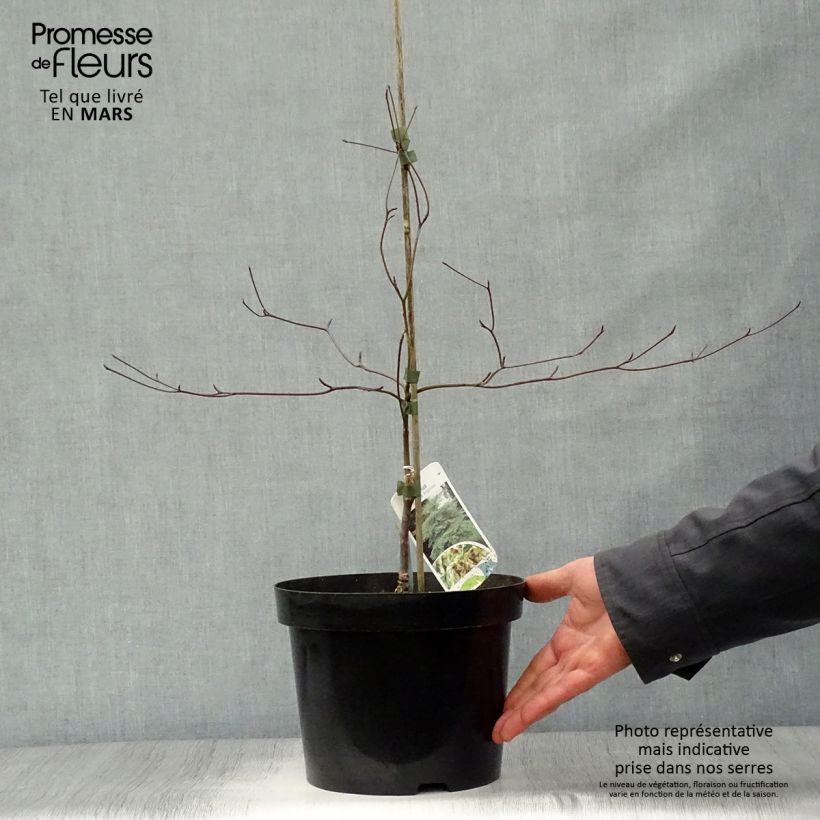 Example of Lännenpagodikanukka Argentea Pot de 3L/4L as you get in printemps