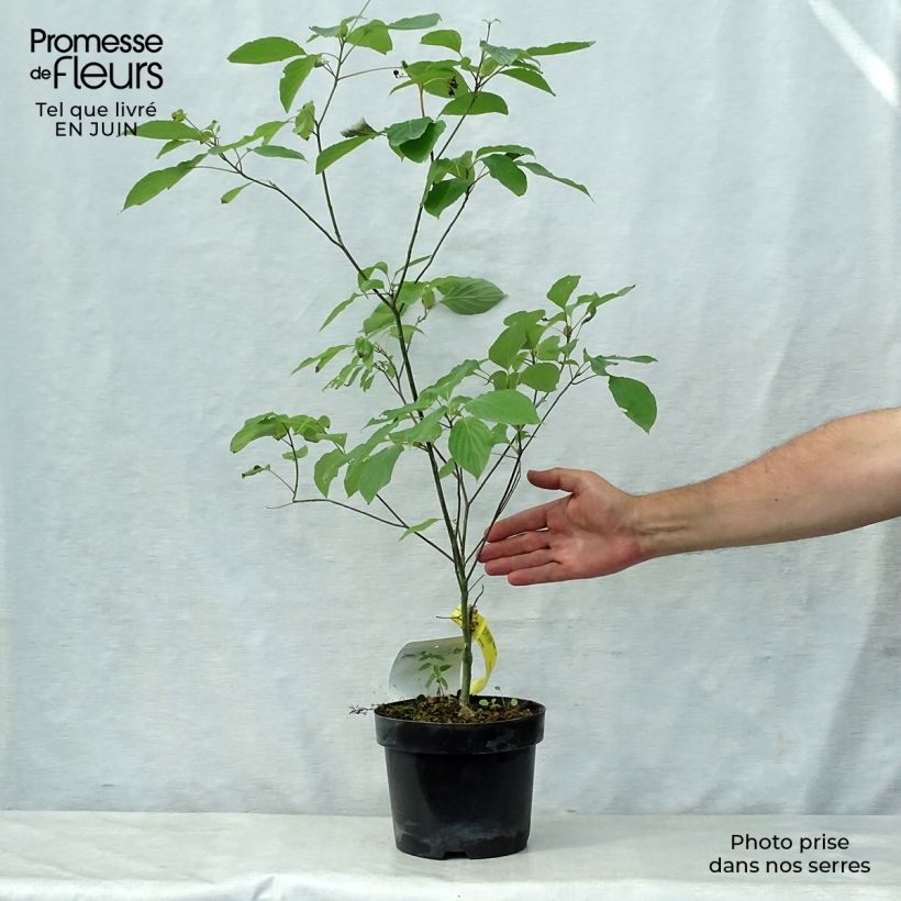 Esimerkki kesällä toimitetusta Lännenpagodikanukka - Cornus alternifolia Pot de 3L/4L-taimesta