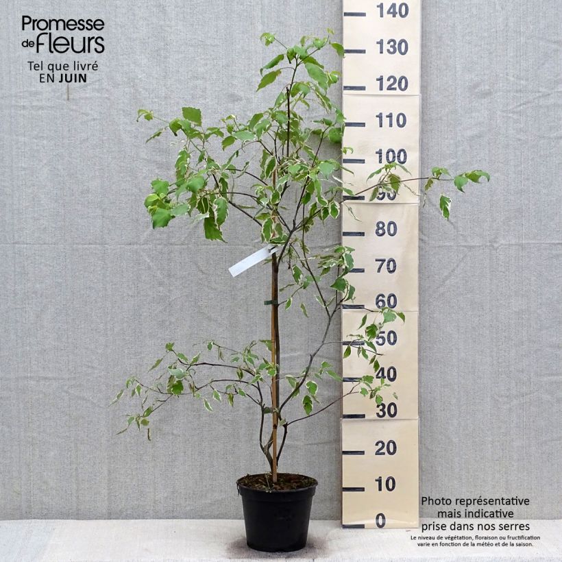Esimerkki kesällä toimitetusta Lännenpagodikanukka Pinky Spots Pot de 4L/5L-taimesta