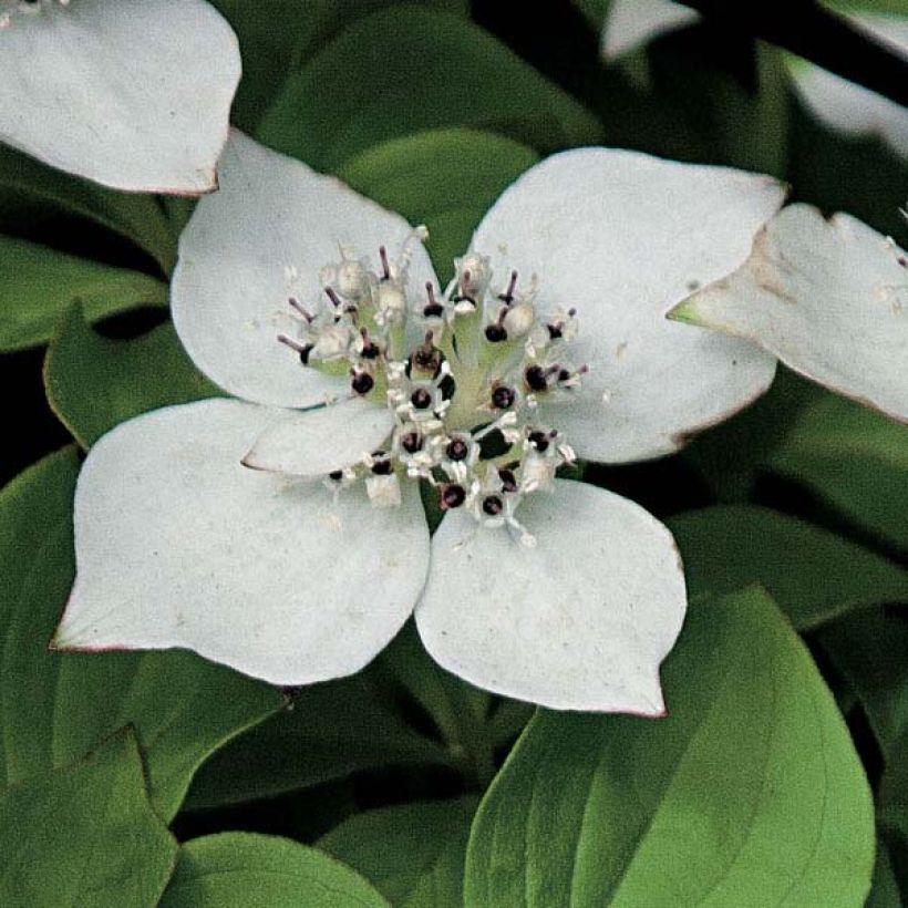 Kanadanruohokanukka - Cornus canadensis (Kukinta)
