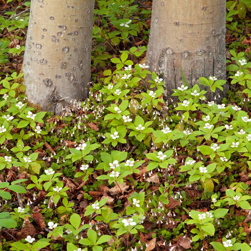 Kanadanruohokanukka - Cornus canadensis (Kasvutapa)
