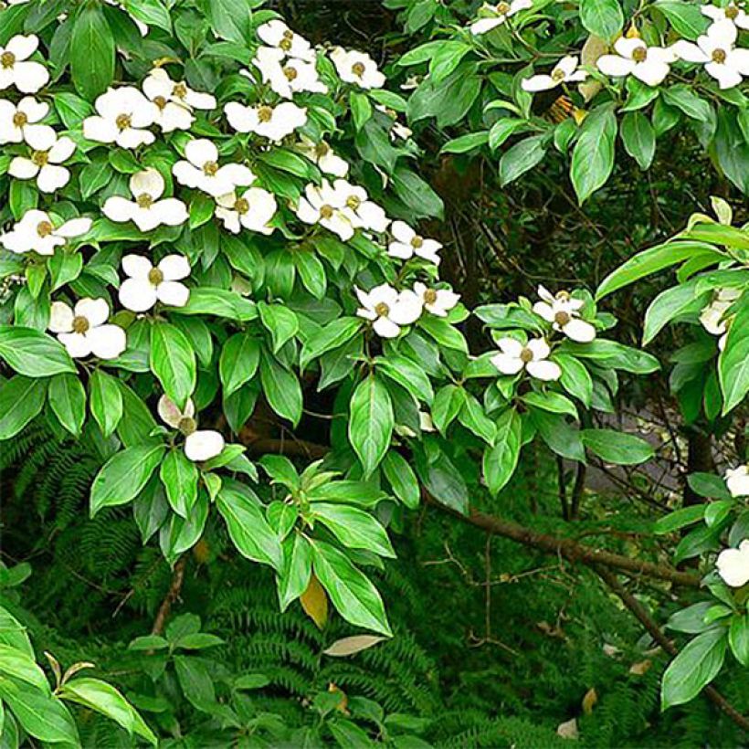 Nuppikanukka - Cornus capitata (Lehvistö)