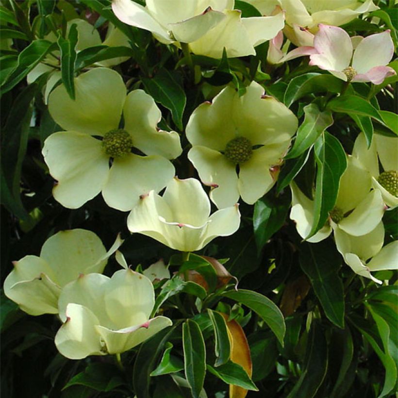 Nuppikanukka - Cornus capitata (Kukinta)