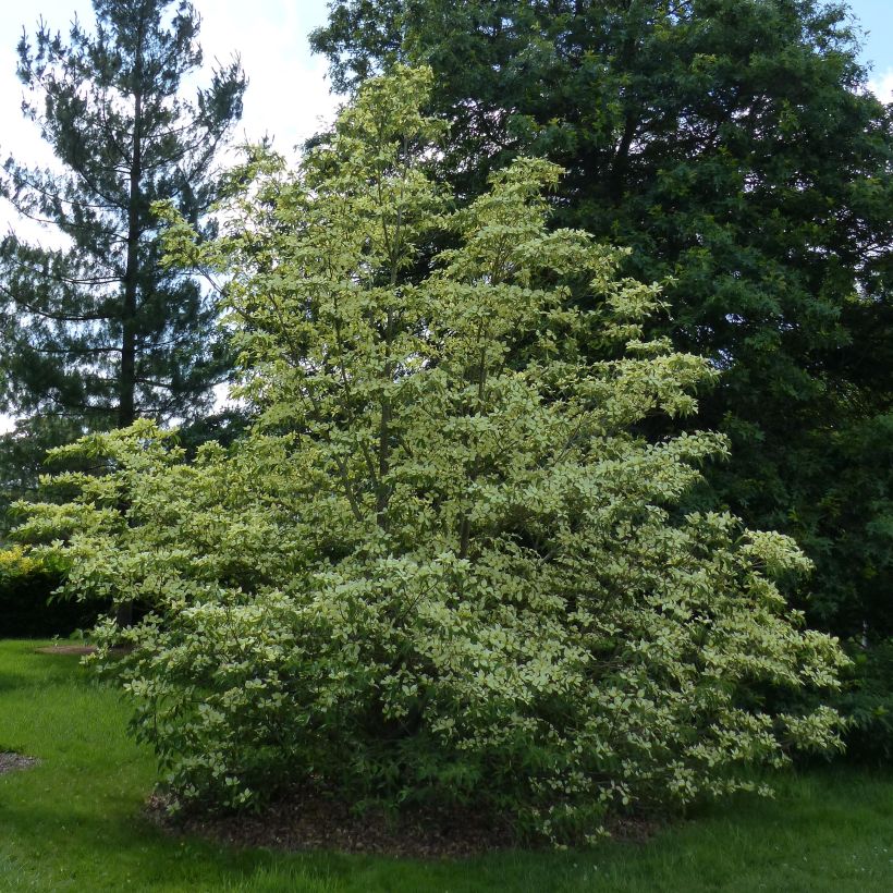Nuppikanukka - Cornus capitata (Kasvutapa)