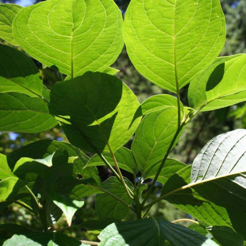Idänpagodikanukka - Cornus controversa (Foliage)