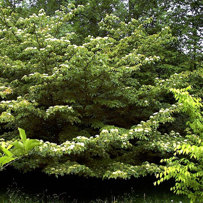 Idänpagodikanukka - Cornus controversa (Plant habit)