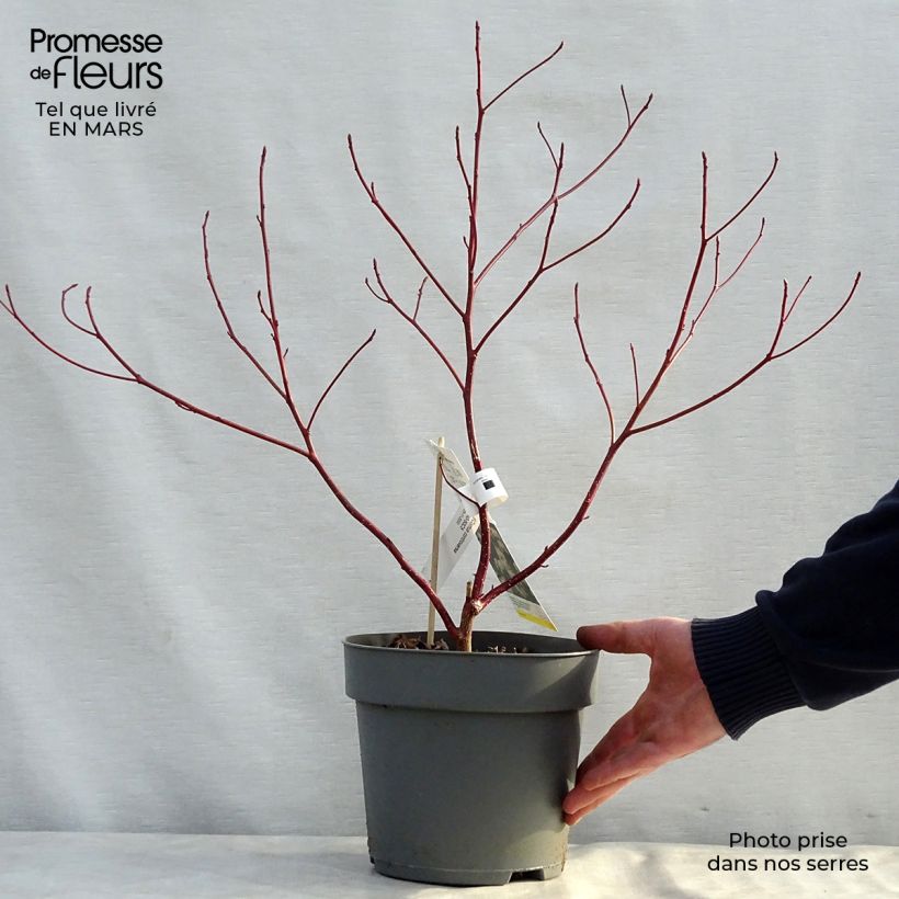 Example of Idänpagodikanukka - Cornus controversa Pot de 4L/5L as you get in printemps