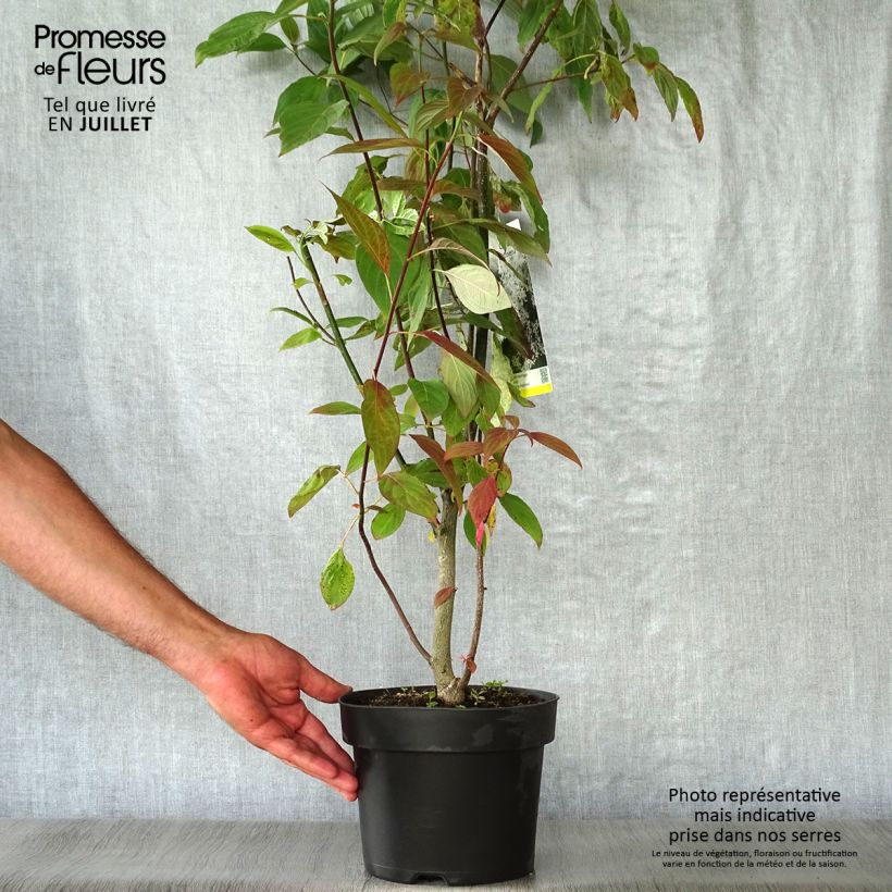 Esimerkki kesällä toimitetusta Idänpagodikanukka - Cornus controversa Pot de 4L/5L-taimesta