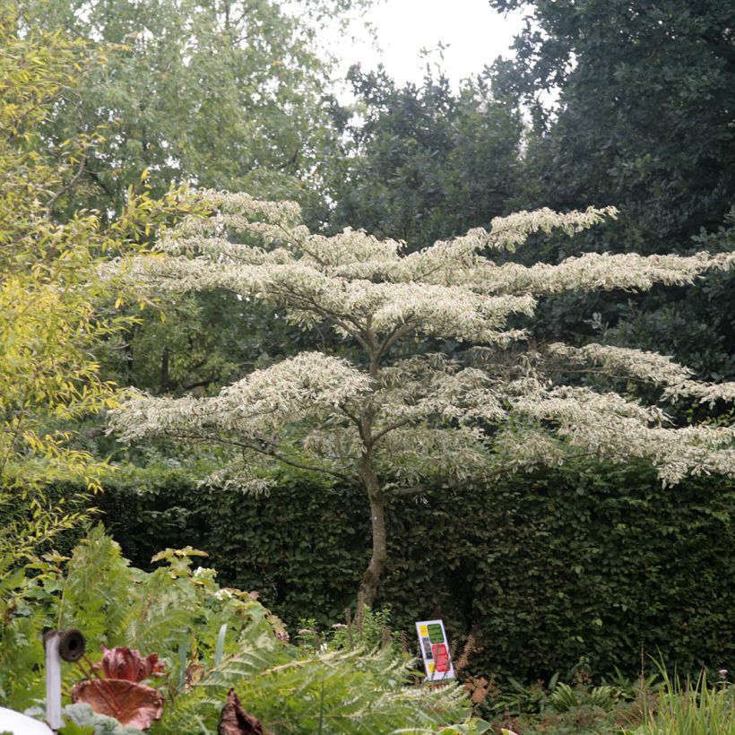 Idänpagodikanukka Variegata (Kasvutapa)