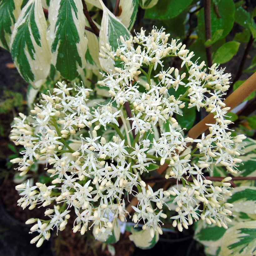 Idänpagodikanukka Variegata (Kukinta)