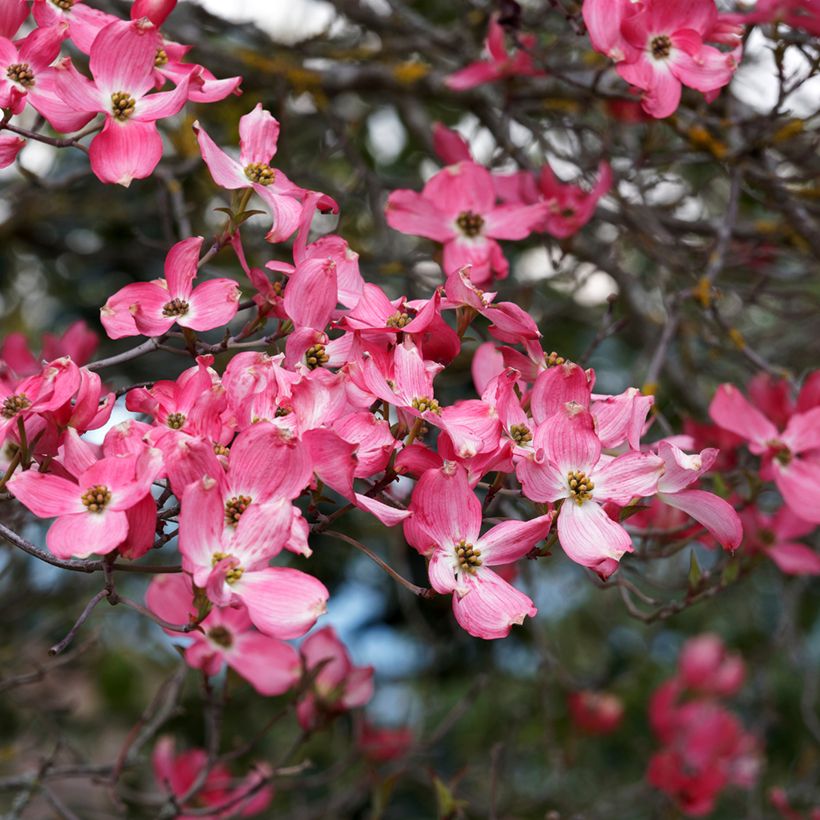 Lännenkukkakanukka Cherokee Sunset (Kukinta)