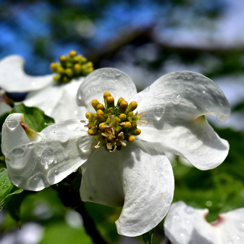 Lännenkukkakanukka - Cornus florida (Flowering)