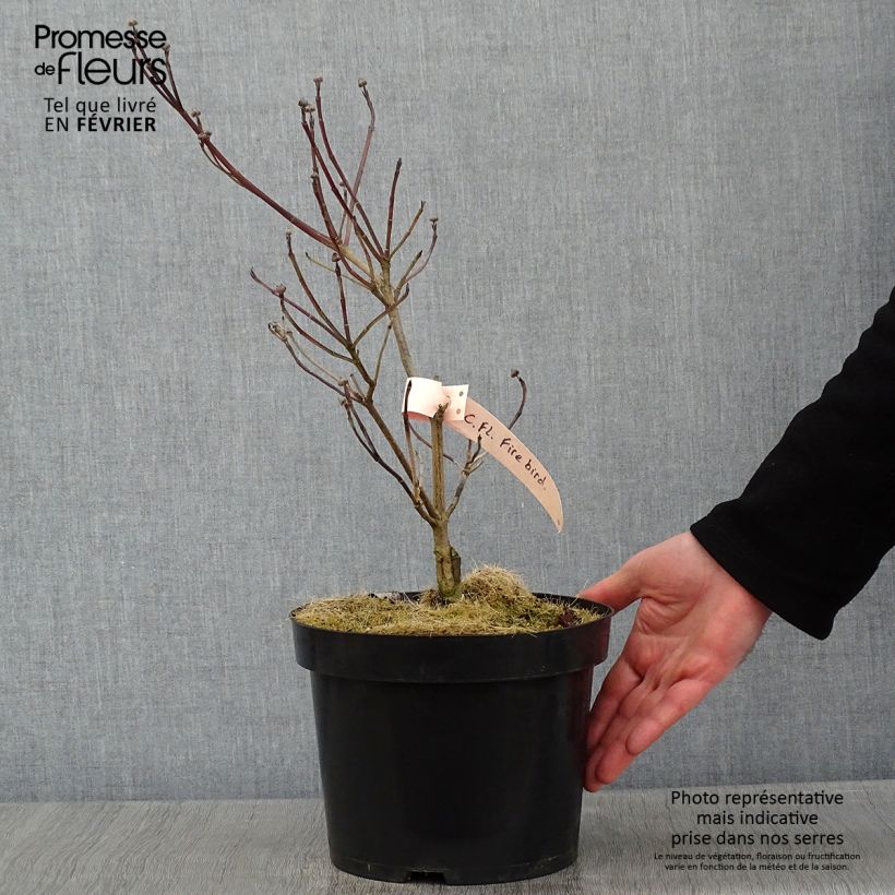 Esimerkki talvella toimitetusta Lännenkukkakanukka Firebird Pot de 4L/5L-taimesta