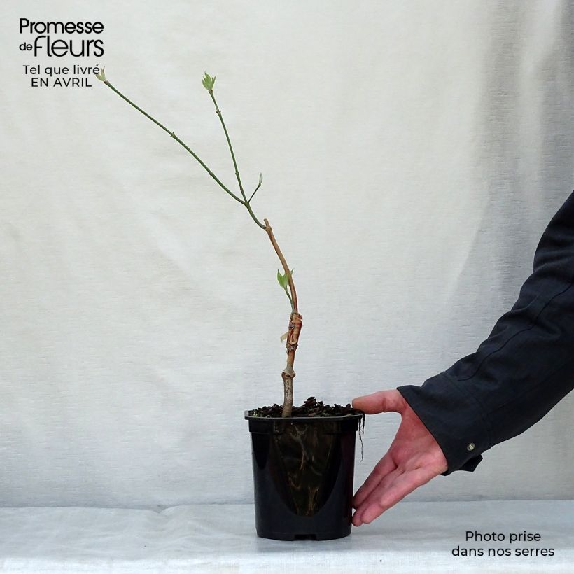 Esimerkki keväällä toimitetusta Lännenkukkakanukka - Cornus florida subsp. urbiniana Pot de 2L/3L-taimesta