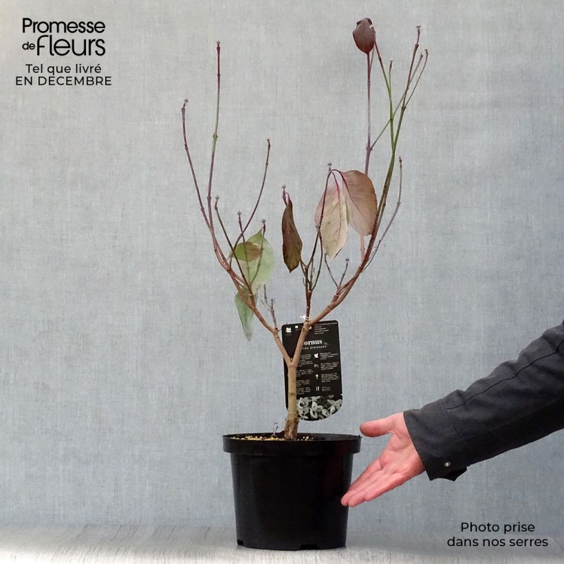 Esimerkki talvella toimitetusta Lännenkukkakanukka - Cornus florida subsp. urbiniana 2 litran/3 litran ruukku-taimesta