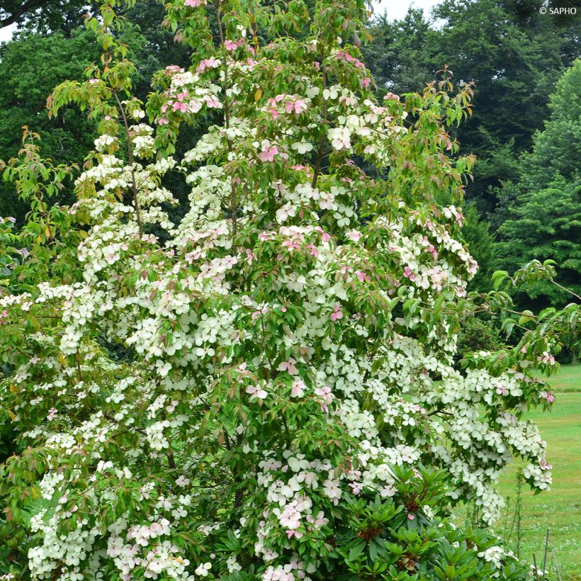 Kanukka Parc de Haute Bretagne (Kasvutapa)