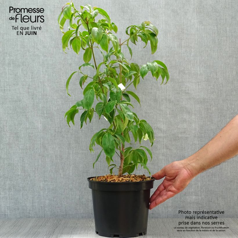 Esimerkki kesällä toimitetusta Liljakanukka - Cornus hongkongensis Pot de 2L/3L-taimesta