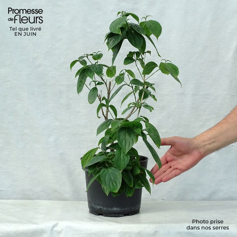 Esimerkki kesällä toimitetusta Liljakanukka Cappuccino Pot de 6L/7L-taimesta