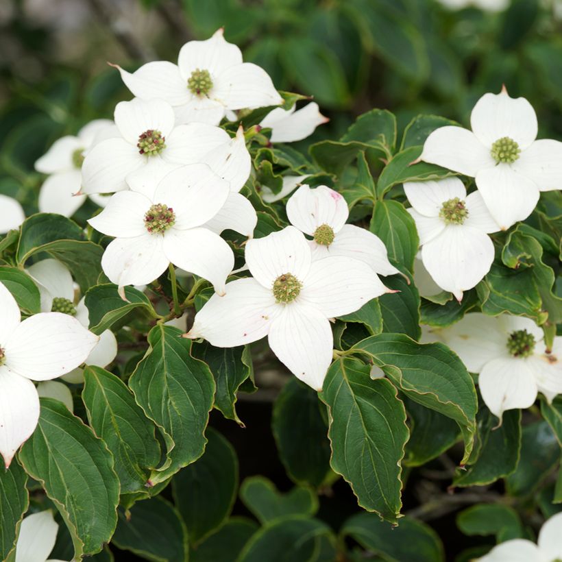 Liljakanukka Chinensis (Kukinta)